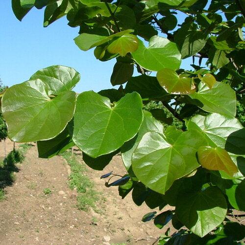 Cercis canadensis 'Luclavzam' ~ Luscious Lavender™ Redbud-ServeScape