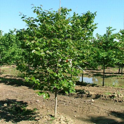 Cercis canadensis 'Luclavzam' ~ Luscious Lavender™ Redbud-ServeScape