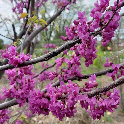 Cercis canadensis 'Luclavzam' ~ Luscious Lavender™ Redbud-ServeScape