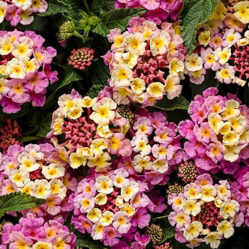Lantana camara 'LANZ0008' ~ PW® Luscious® Pinkberry Blend™ Lantana-ServeScape