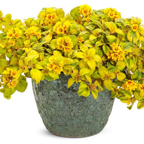 Lysimachia congestiflora 'Waikiki Sunset' ~ Waikiki Sunset Creeping Jenny-ServeScape