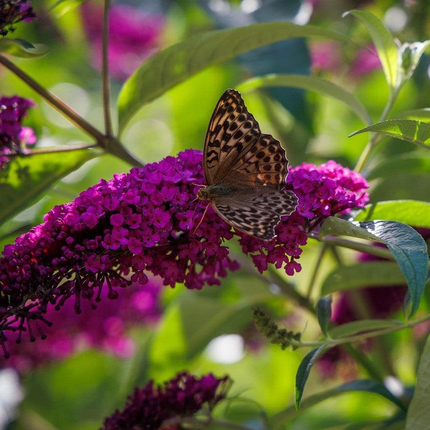 Buddleia davidii 'Summer Bird Magenta' ~ Monrovia® Summer Bird® Magenta Butterfly Bush-ServeScape