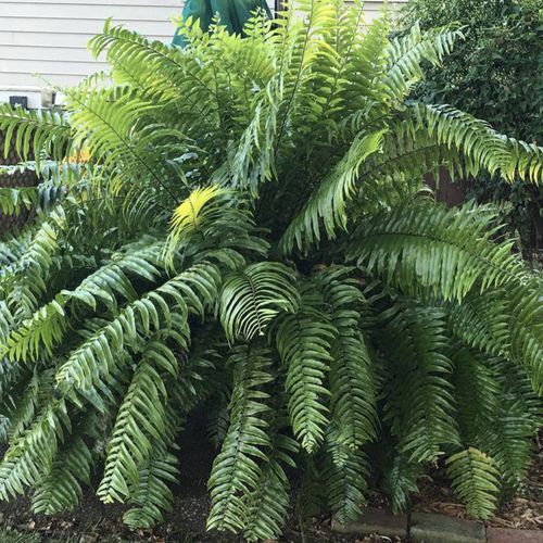 Nephrolepis biserrata ~ Macho Fern-ServeScape