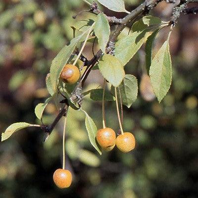 Malus floribunda ~ Japanese Flowering Crabapple-ServeScape