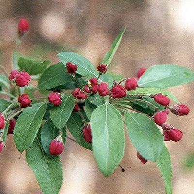 Malus floribunda ~ Japanese Flowering Crabapple-ServeScape