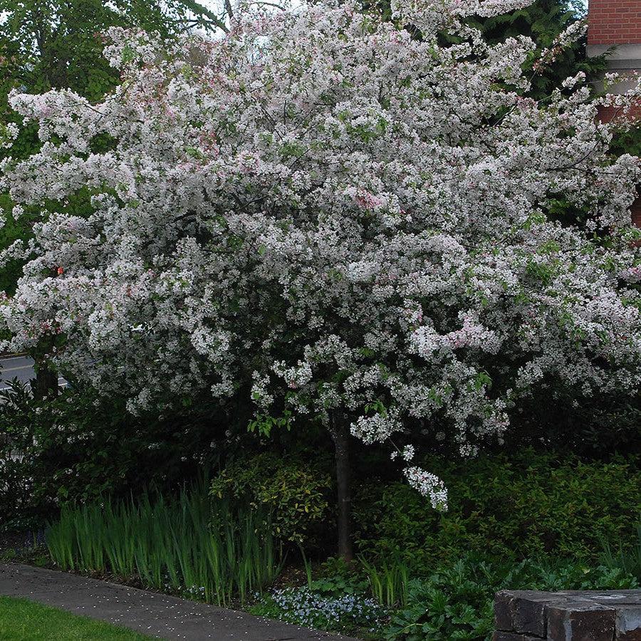 Malus floribunda ~ Japanese Flowering Crabapple-ServeScape