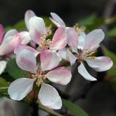 Malus floribunda ~ Japanese Flowering Crabapple-ServeScape