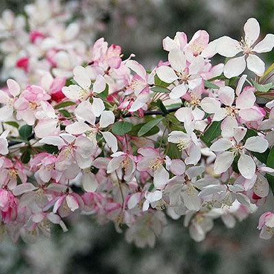 Malus floribunda ~ Japanese Flowering Crabapple-ServeScape