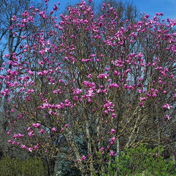 Magnolia x 'Galaxy' ~ Galaxy Magnolia-ServeScape