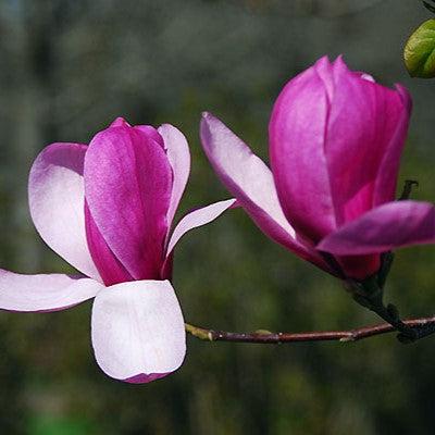 Magnolia x 'Galaxy' ~ Galaxy Magnolia-ServeScape