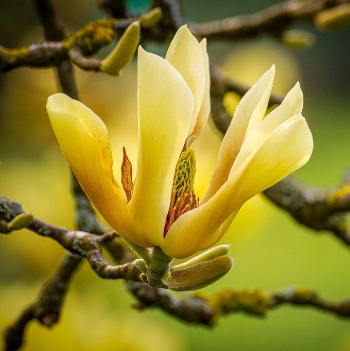 Magnolia x 'Judy Zuk' ~ Judy Zuk Magnolia-ServeScape