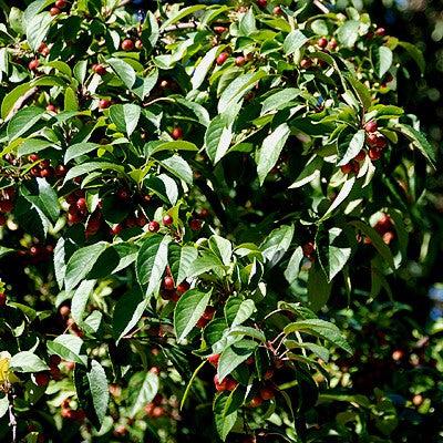 Malus 'Indian Summer' ~ Indian Summer Crabapple-ServeScape