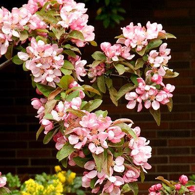 Malus 'Indian Summer' ~ Indian Summer Crabapple-ServeScape