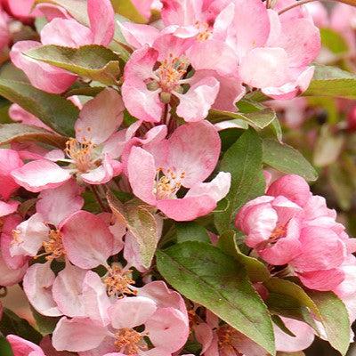 Malus 'Indian Summer' ~ Indian Summer Crabapple-ServeScape