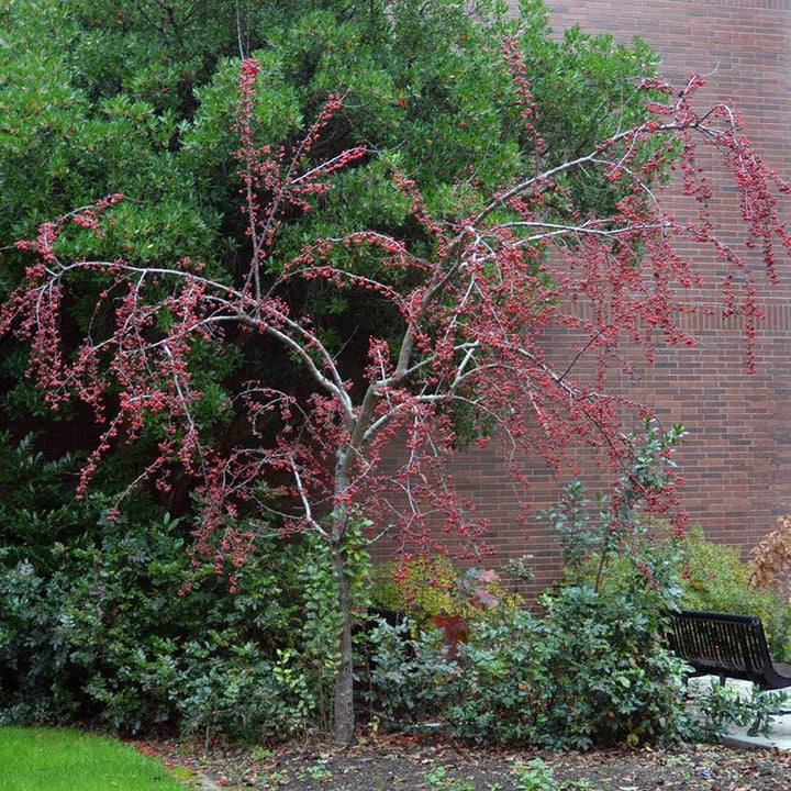 Malus 'Indian Summer' ~ Indian Summer Crabapple-ServeScape