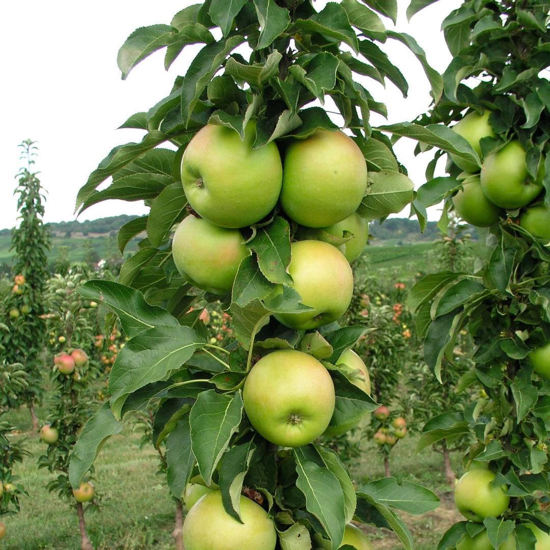 Malus x domestica 'AK-98' ~ Monrovia® Fruit Snacks™ Tangy Green™ Columnar Apple-ServeScape