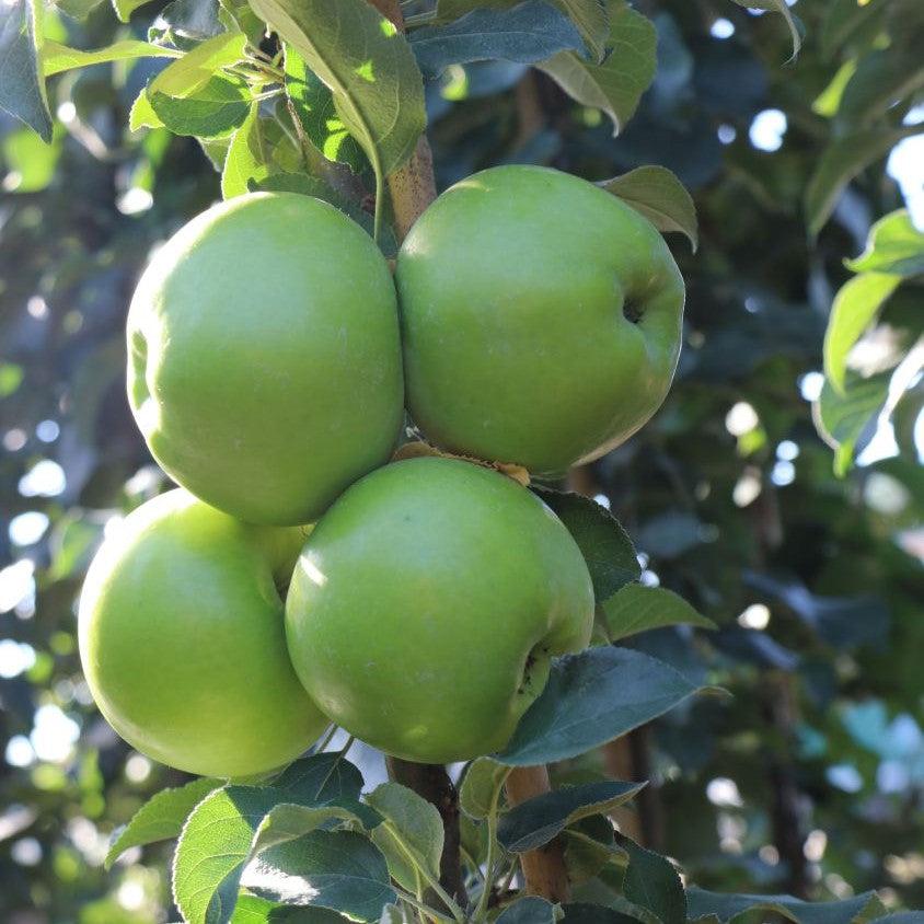 Malus x domestica 'AK-98' ~ Monrovia® Fruit Snacks™ Tangy Green™ Columnar Apple-ServeScape