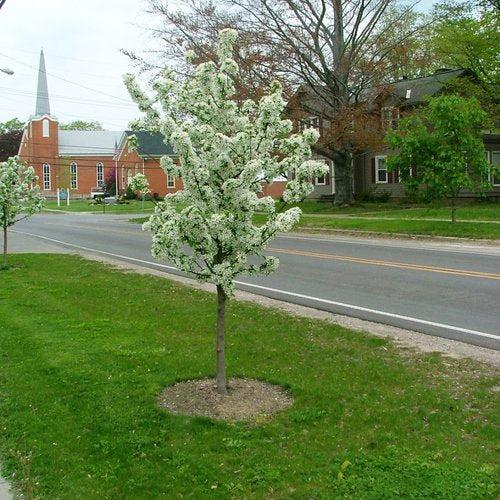 Malus 'Swesutyzam' ~ Sugar Tyme® Crabapple-ServeScape