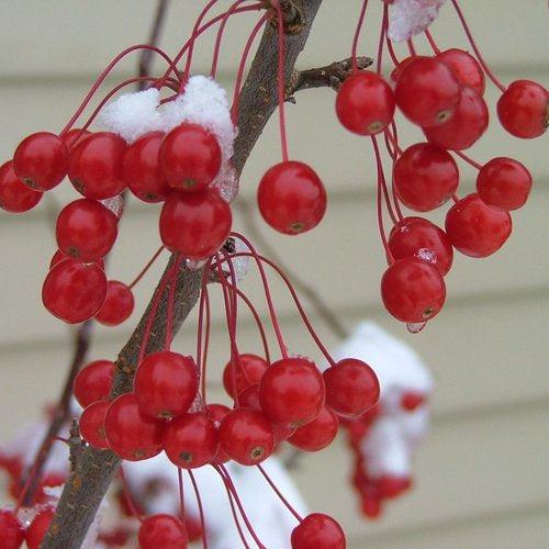 Malus 'Swesutyzam' ~ Sugar Tyme® Crabapple-ServeScape