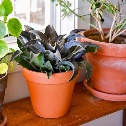 Mangave ‘Night Owl' ~ PW® Mangave Art & Sol® Night Owl Mangave-ServeScape