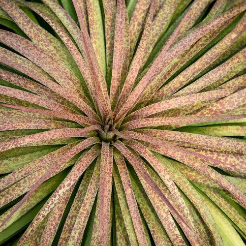 Mangave ‘Bad Hair Day' ~ PW® Mangave Art & Sol™ Bad Hair Day Mangave-ServeScape