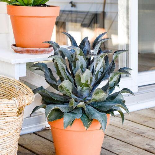 Mangave ‘Night Owl' ~ PW® Mangave Art & Sol® Night Owl Mangave-ServeScape