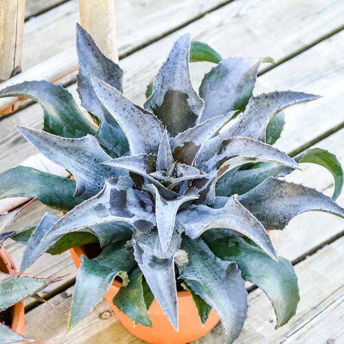 Mangave ‘Night Owl' ~ PW® Mangave Art & Sol® Night Owl Mangave-ServeScape