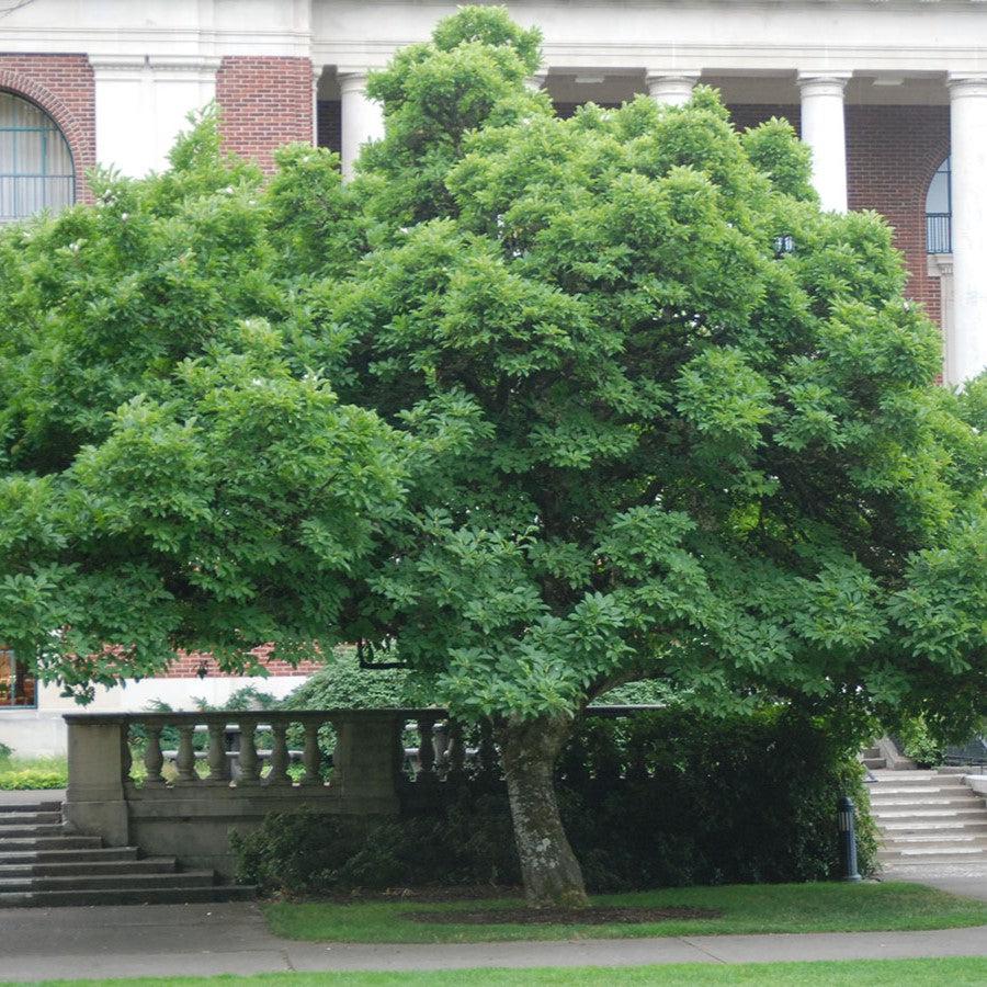 Magnolia x soulangeana ~ Saucer Magnolia-ServeScape