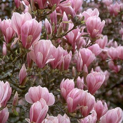 Magnolia x soulangeana ~ Saucer Magnolia-ServeScape