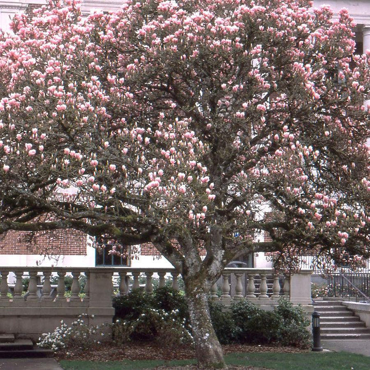 Magnolia x soulangeana ~ Saucer Magnolia-ServeScape