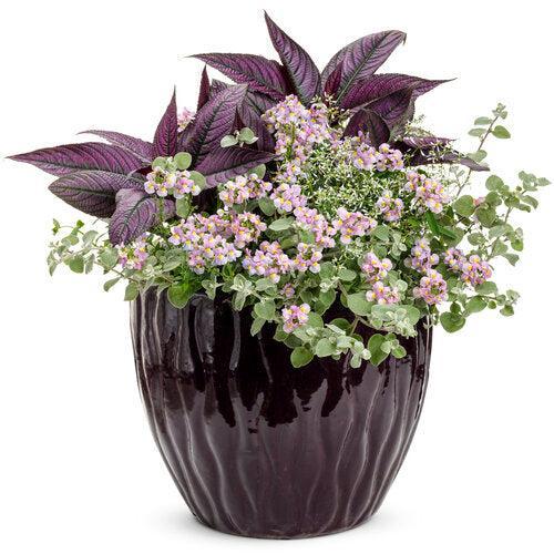 Nemesia fruticans 'INNEMAROPI' ~ PW® Aromance® Pink Nemesia-ServeScape