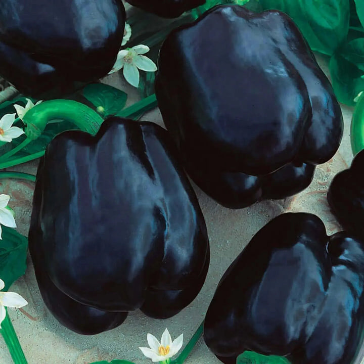 Assorted Peppers ~ Pepper Vegetables (4.5in)-ServeScape