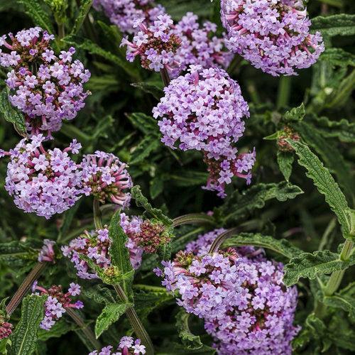 Verbena bonariensis 'INVEBPUTOW' ~ PW® Meteor Shower® Verbena-ServeScape