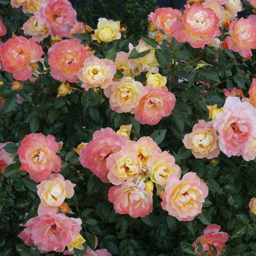 Rosa 'Chewnicebell' PP26532 ~ PW® Color Choice® OSO Easy Italian Ice® Rose-ServeScape