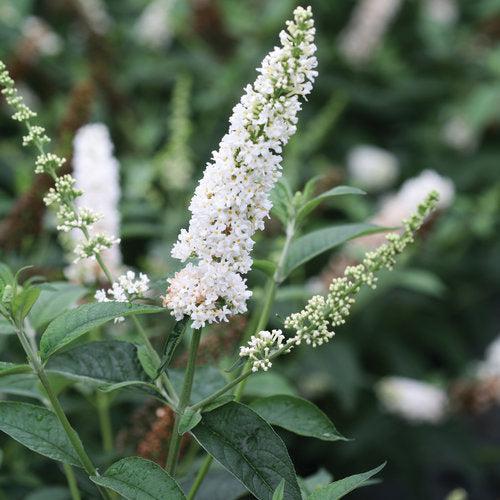 Buddleia x 'Miss Pearl' ~ Miss Pearl Butterfly Bush-ServeScape