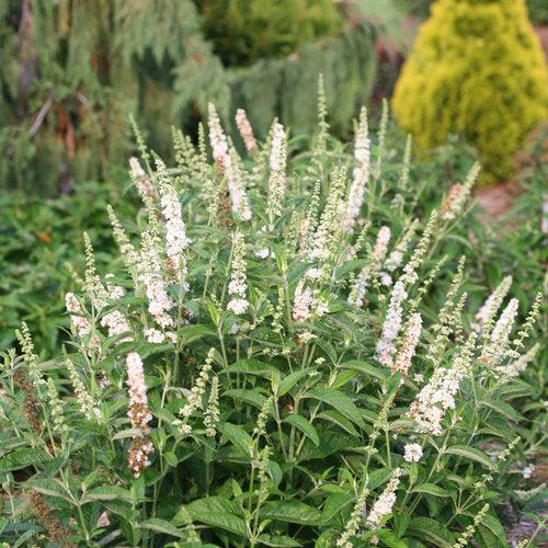 Buddleia x 'Miss Pearl' ~ Miss Pearl Butterfly Bush-ServeScape