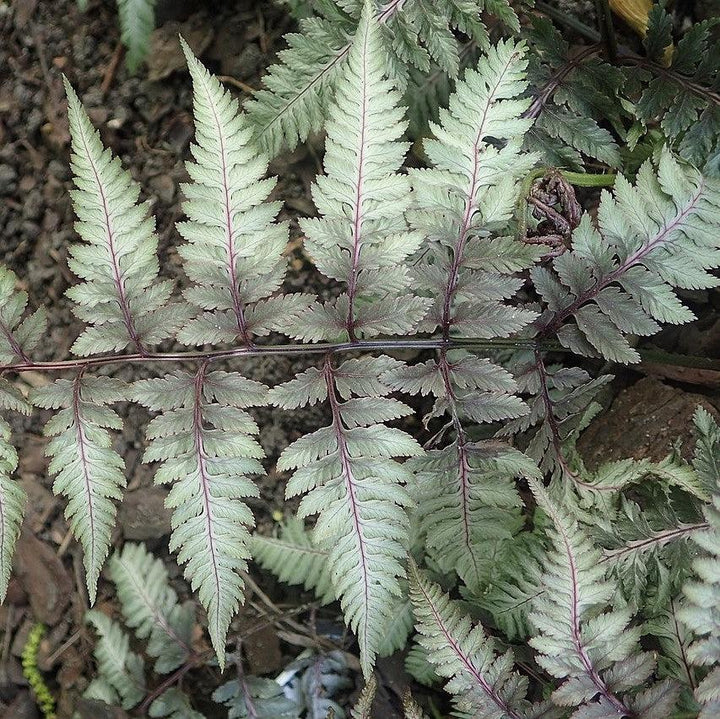 Athyrium niponicum var. pictum 'Burgundy Lace ~ Monrovia® Burgundy Lace Japanese Painted Fern-ServeScape