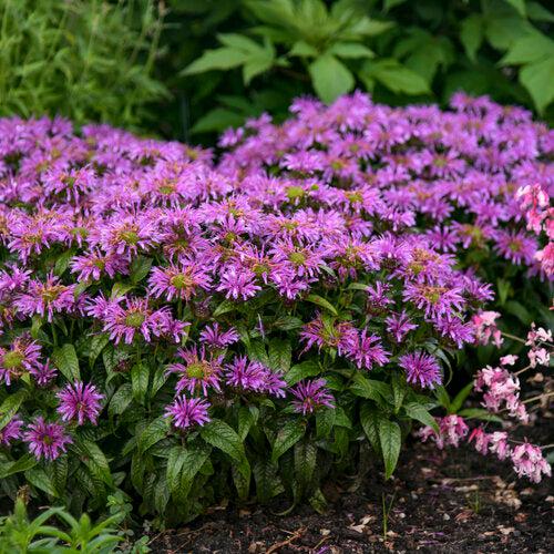 Monarda 'Leading Lady Amethyst' ~ Leading Lady Amethyst Bee Balm-ServeScape