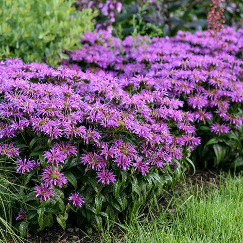 Monarda 'Leading Lady Amethyst' ~ Leading Lady Amethyst Bee Balm-ServeScape