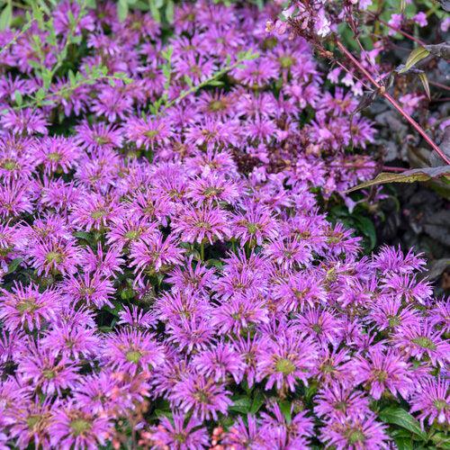 Monarda 'Leading Lady Amethyst' ~ Leading Lady Amethyst Bee Balm-ServeScape