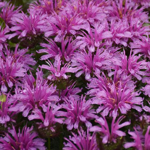 Monarda 'Leading Lady Amethyst' ~ Leading Lady Amethyst Bee Balm-ServeScape