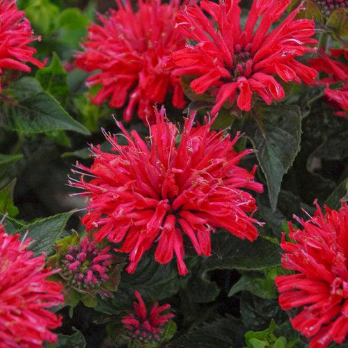 Monarda didyma 'Pardon My Cerise' ~ Pardon My Cerise Bee Balm-ServeScape