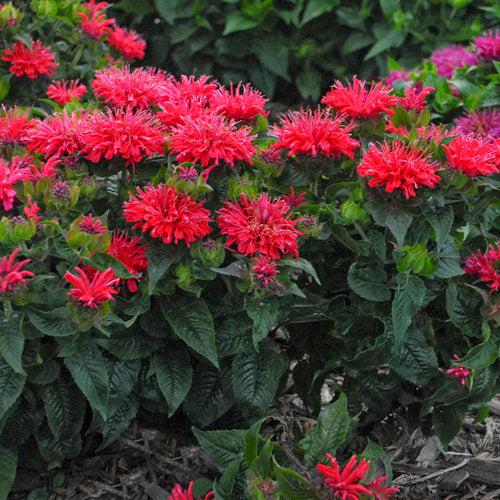 Monarda didyma 'Pardon My Cerise' ~ Pardon My Cerise Bee Balm-ServeScape