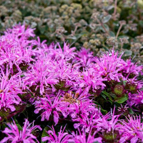 Monarda didyma 'Pardon My Lavender II' ~ Pardon My Lavender II Bee Balm-ServeScape