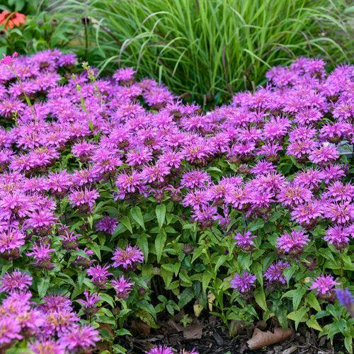 Monarda didyma 'Pardon My Lavender II' ~ Pardon My Lavender II Bee Balm-ServeScape
