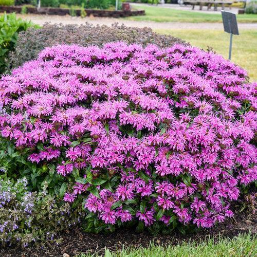 Monarda didyma 'Pardon My Lavender II' ~ Pardon My Lavender II Bee Balm-ServeScape