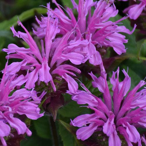 Monarda didyma 'Pardon My Lavender II' ~ Pardon My Lavender II Bee Balm-ServeScape