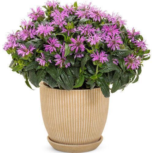 Monarda didyma 'Pardon My Lavender II' ~ Pardon My Lavender II Bee Balm-ServeScape