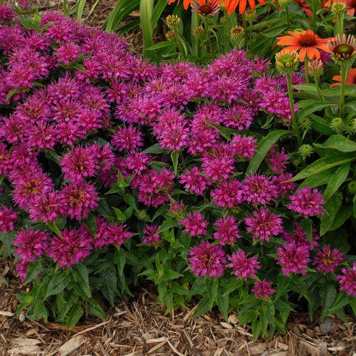 Monarda didyma 'Pardon My Purple' ~ Pardon My Purple Bee Balm-ServeScape