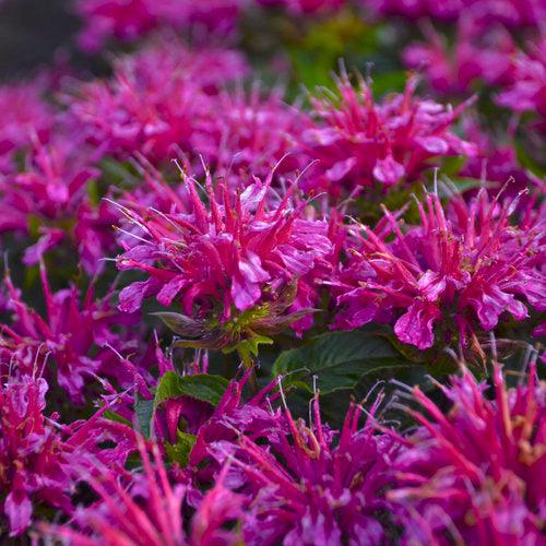 Monarda didyma 'Pardon My Purple' ~ Pardon My Purple Bee Balm-ServeScape